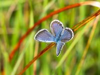 Argus Bläuling Männchen